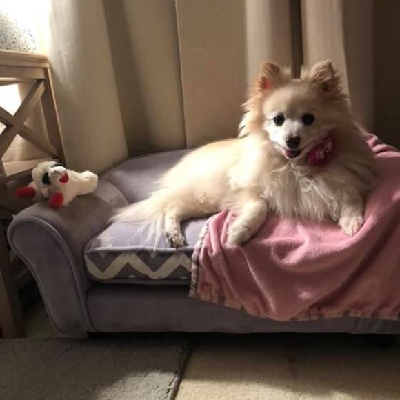 Meet your Posher, Eva - Picture 1 of 1